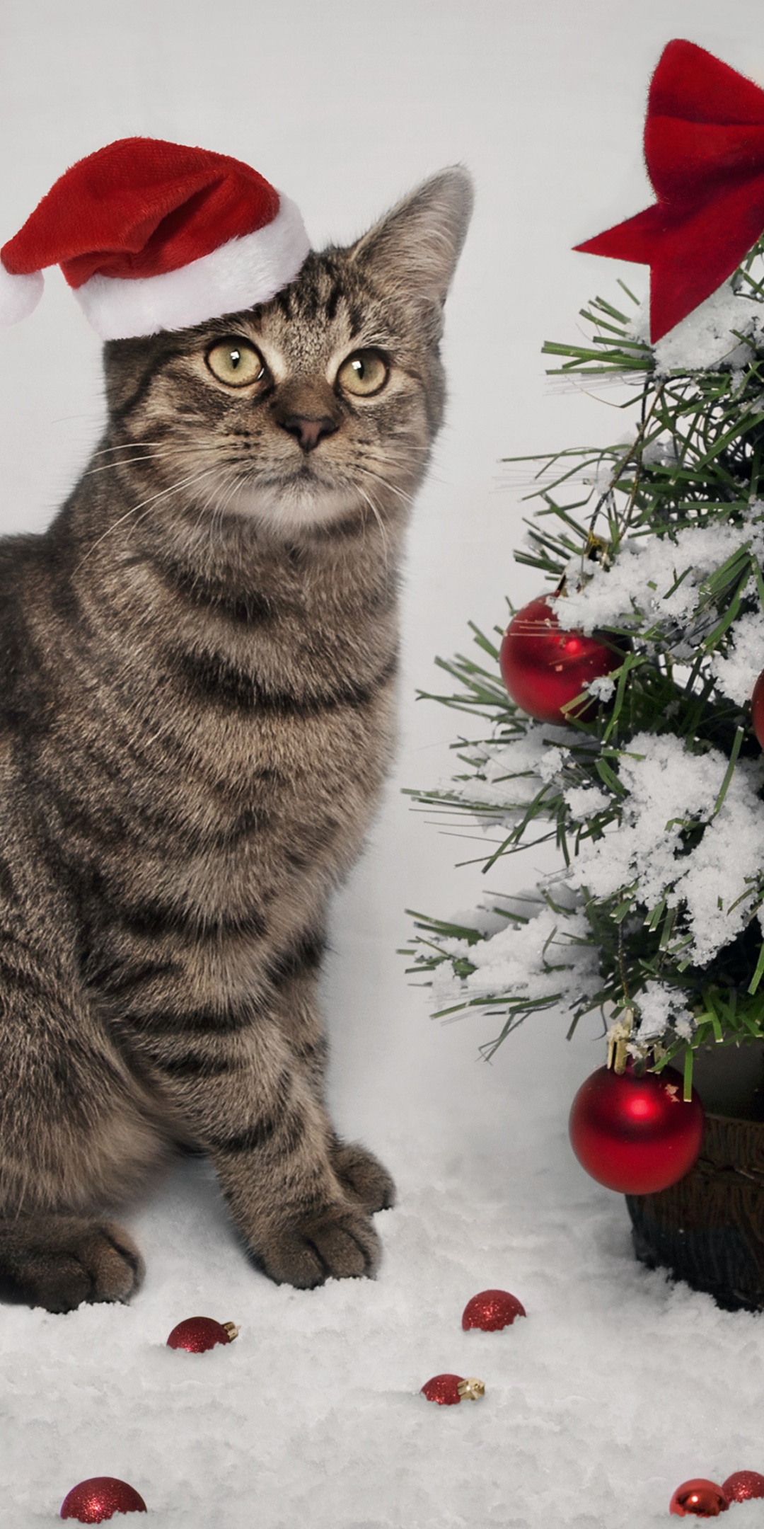 Cat And Christmas Tree