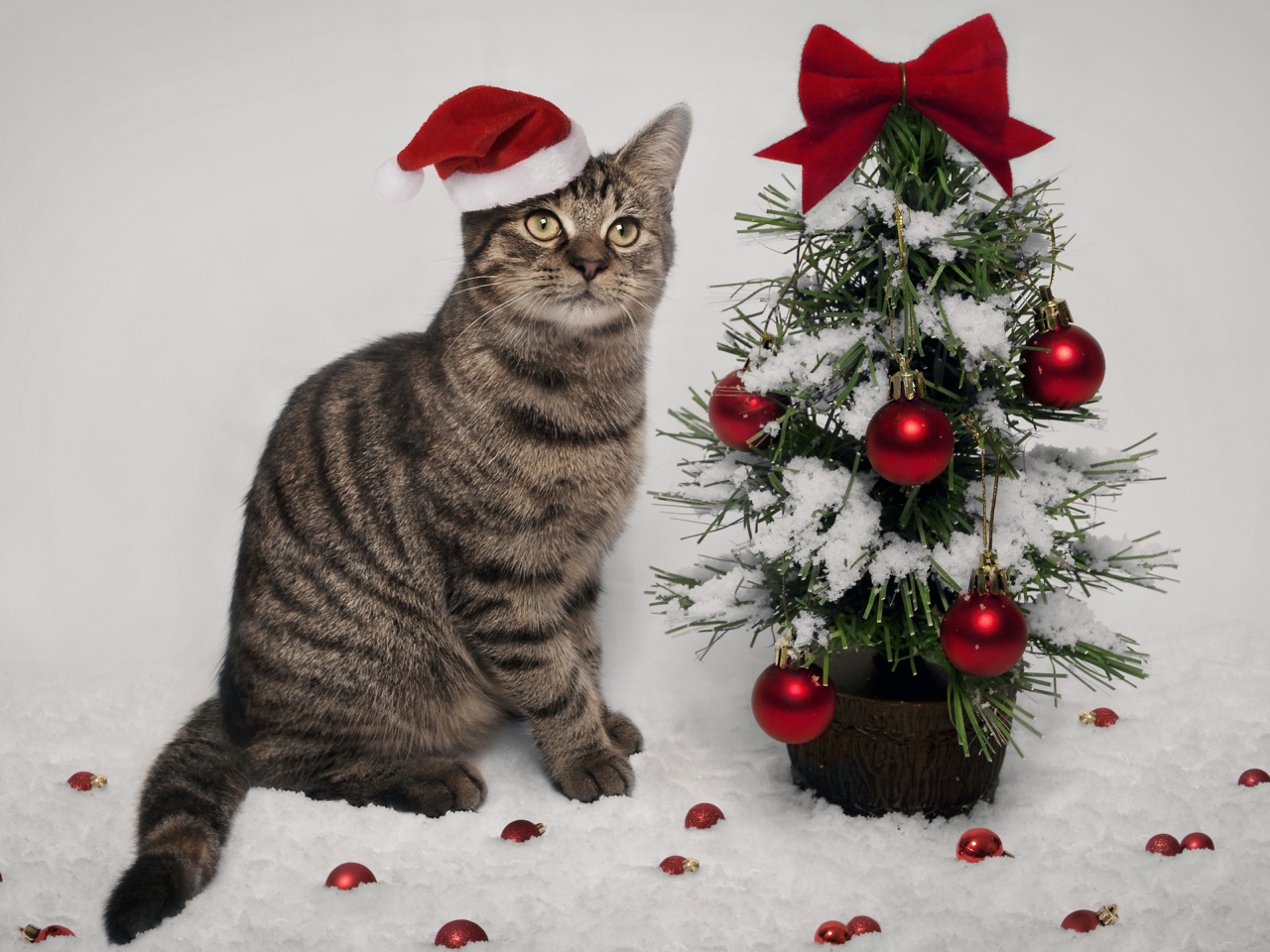 Cat And Christmas Tree