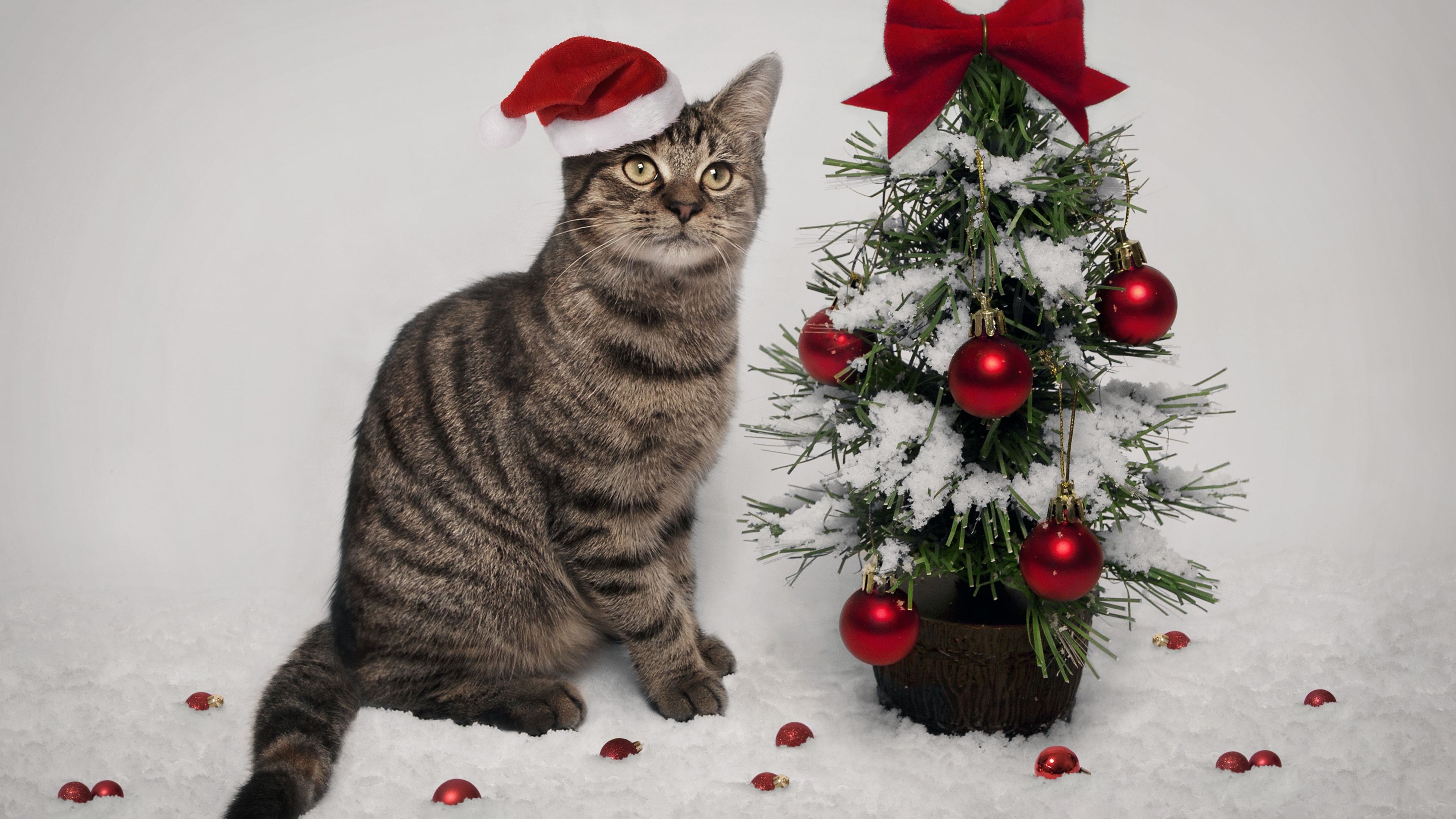 Cat And Christmas Tree