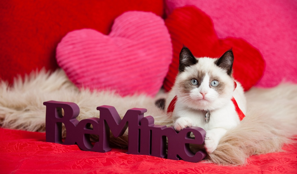 Cat And Valentines Day