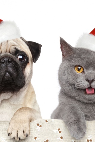 Cat Dog Funny Christmas