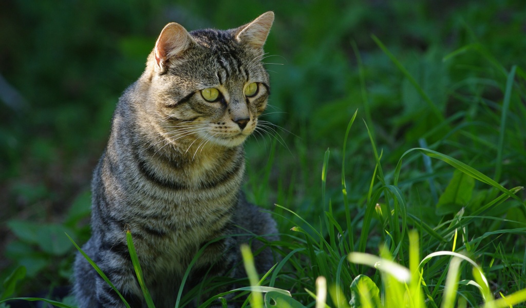 Cat In The Grass