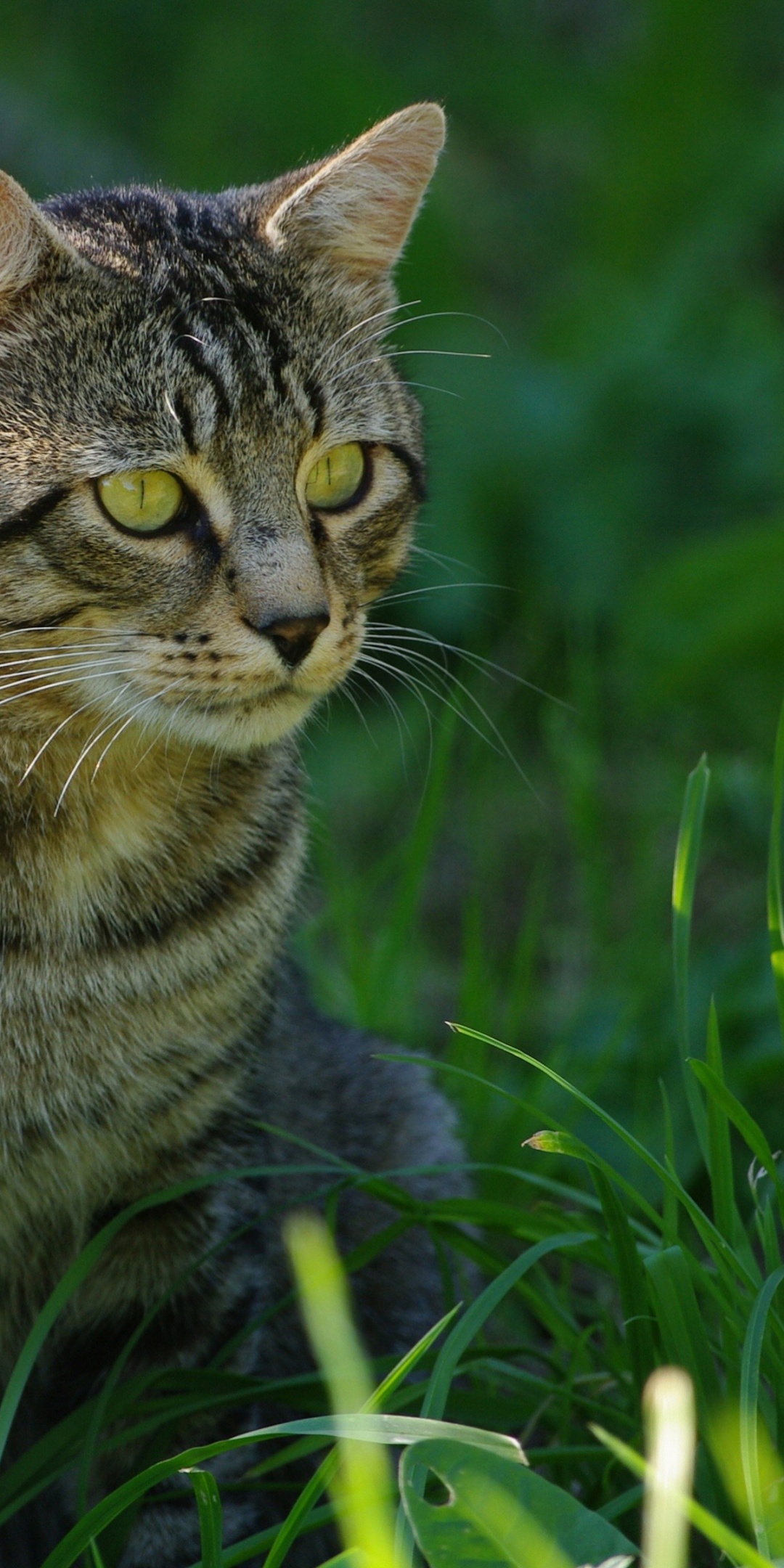 Cat In The Grass