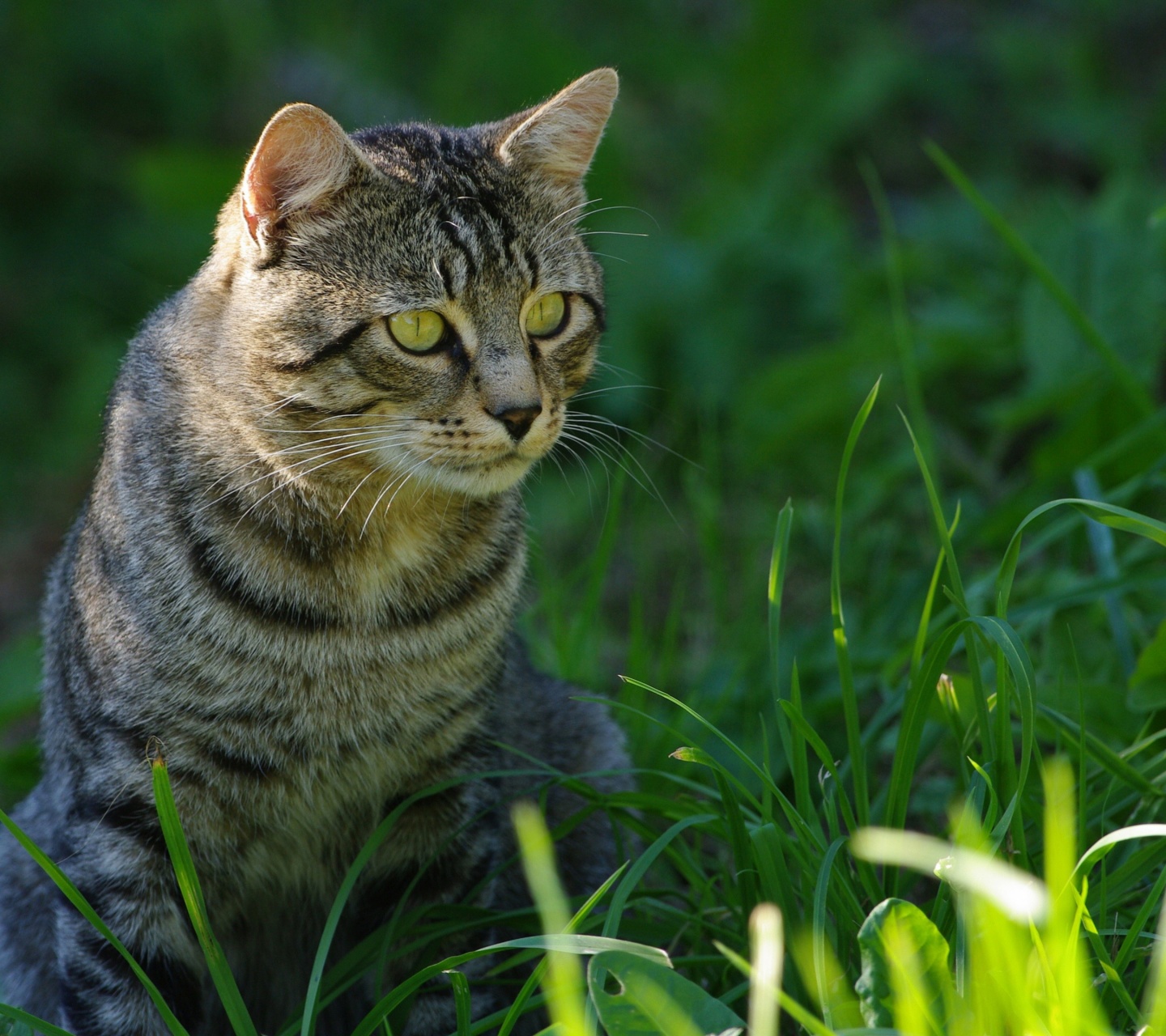 Cat In The Grass