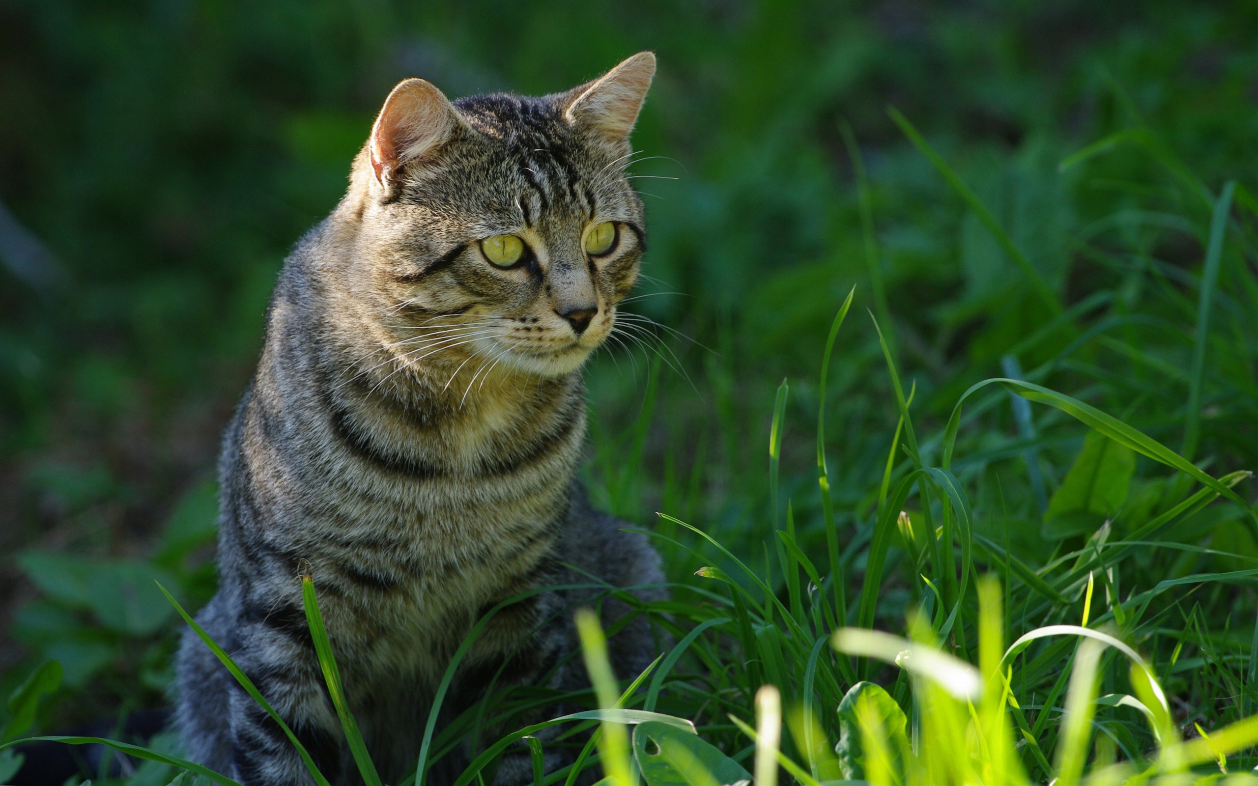 Cat In The Grass