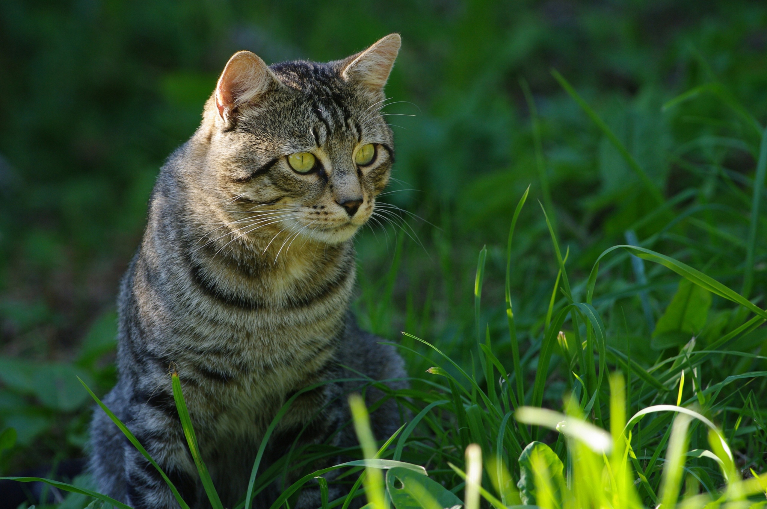 Cat In The Grass