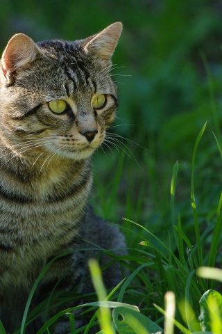 Cat In The Grass