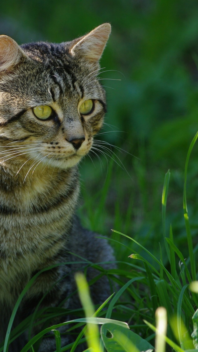 Cat In The Grass