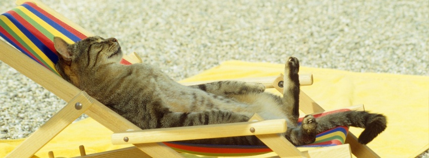 Cat Relaxing On Lounge Chair