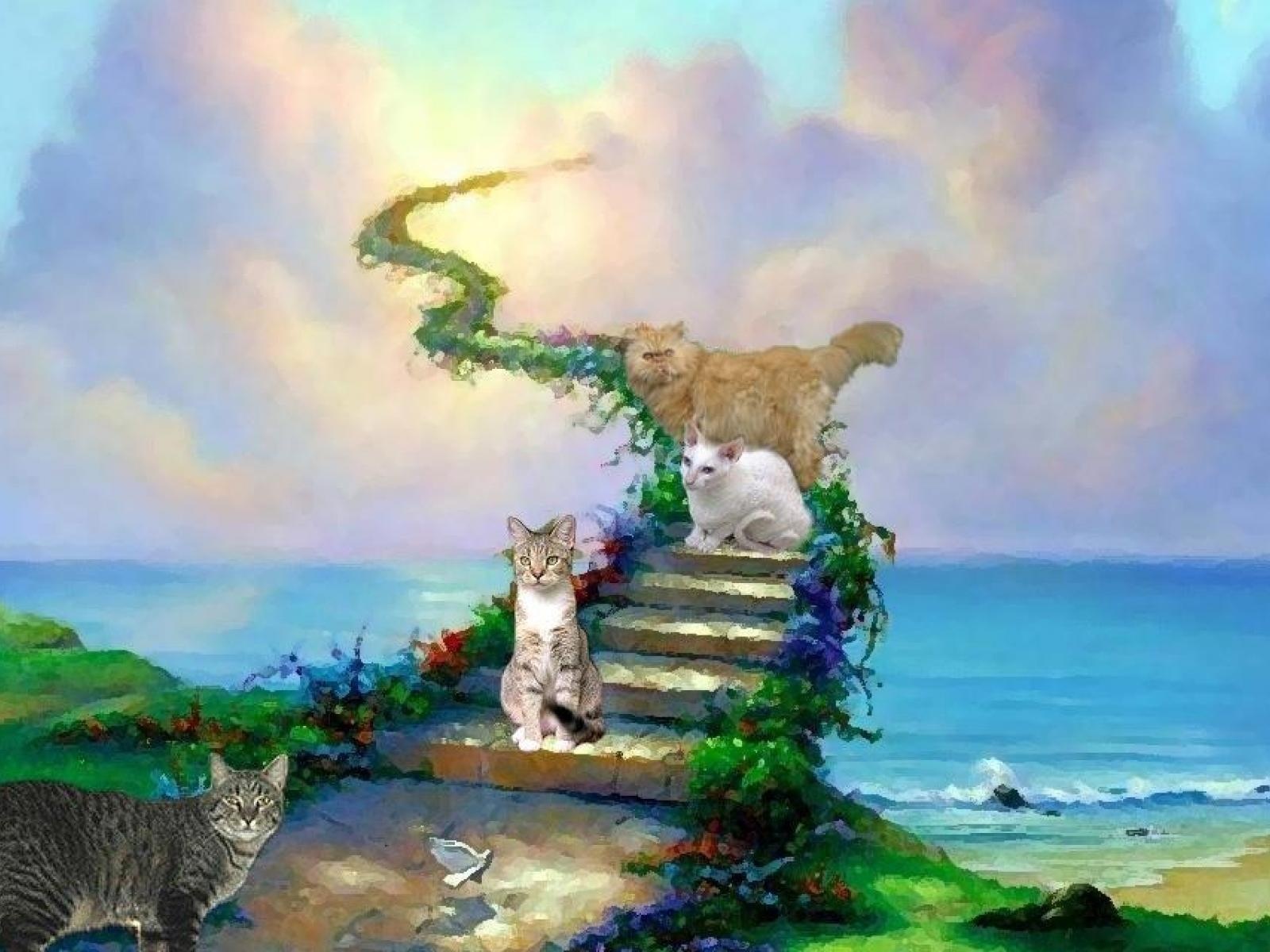 Ушедшие питомцы. Мост радуги. Кот с радугой. Мост радуги для кошек. Кошка на радуге.