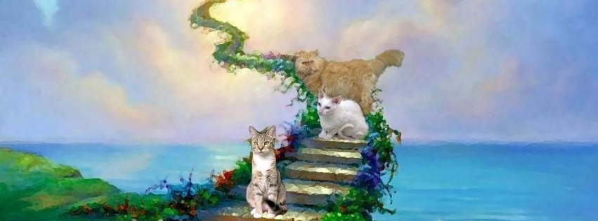 Cats And Heaven