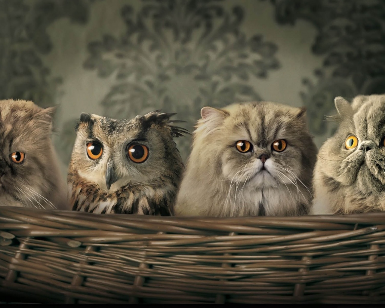Cats And Owl