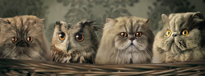 Cats And Owl