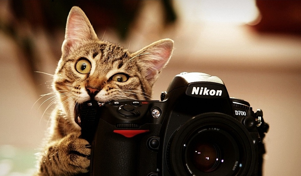 Cats Bite Funny Cameras Nikon Kittens Photo Camera Biting