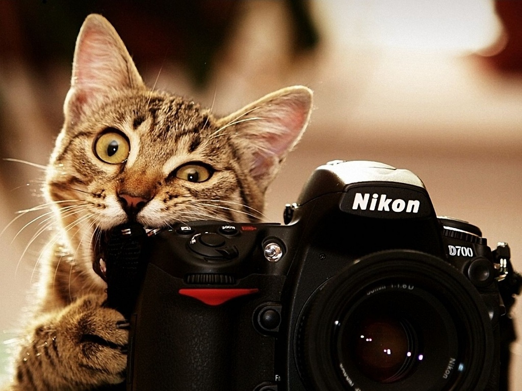 Cats Bite Funny Cameras Nikon Kittens Photo Camera Biting