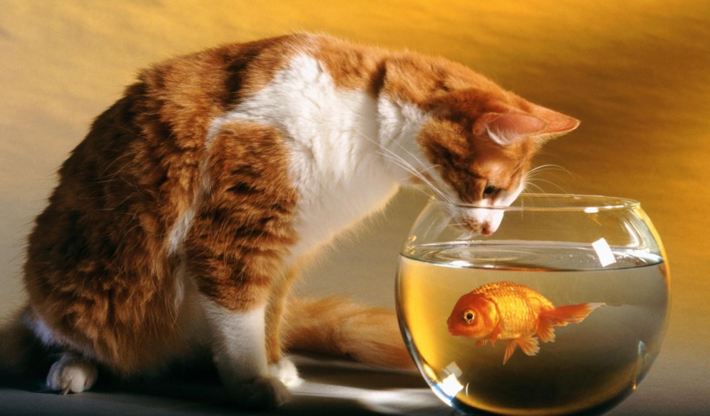 Cats Funny Goldfish Fish Bowls