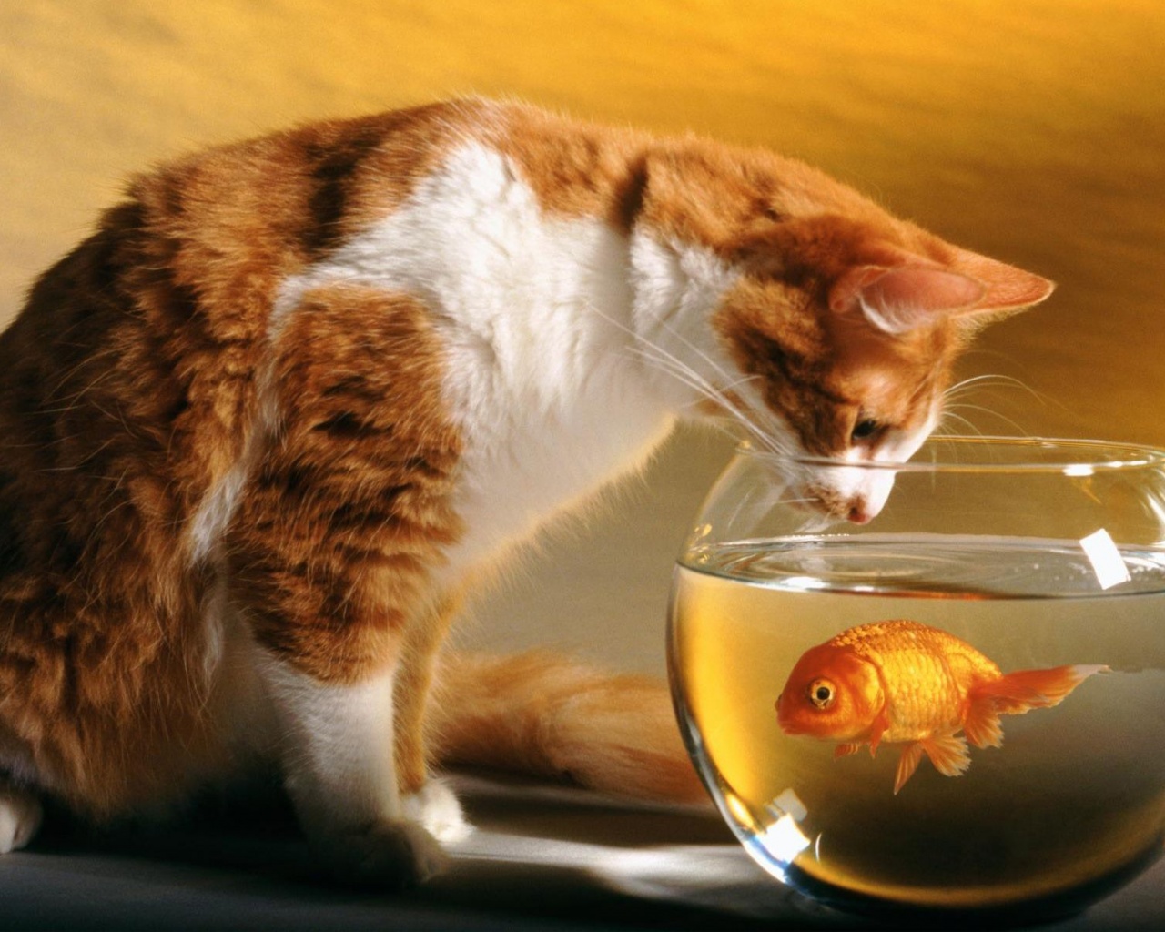 Cats Funny Goldfish Fish Bowls