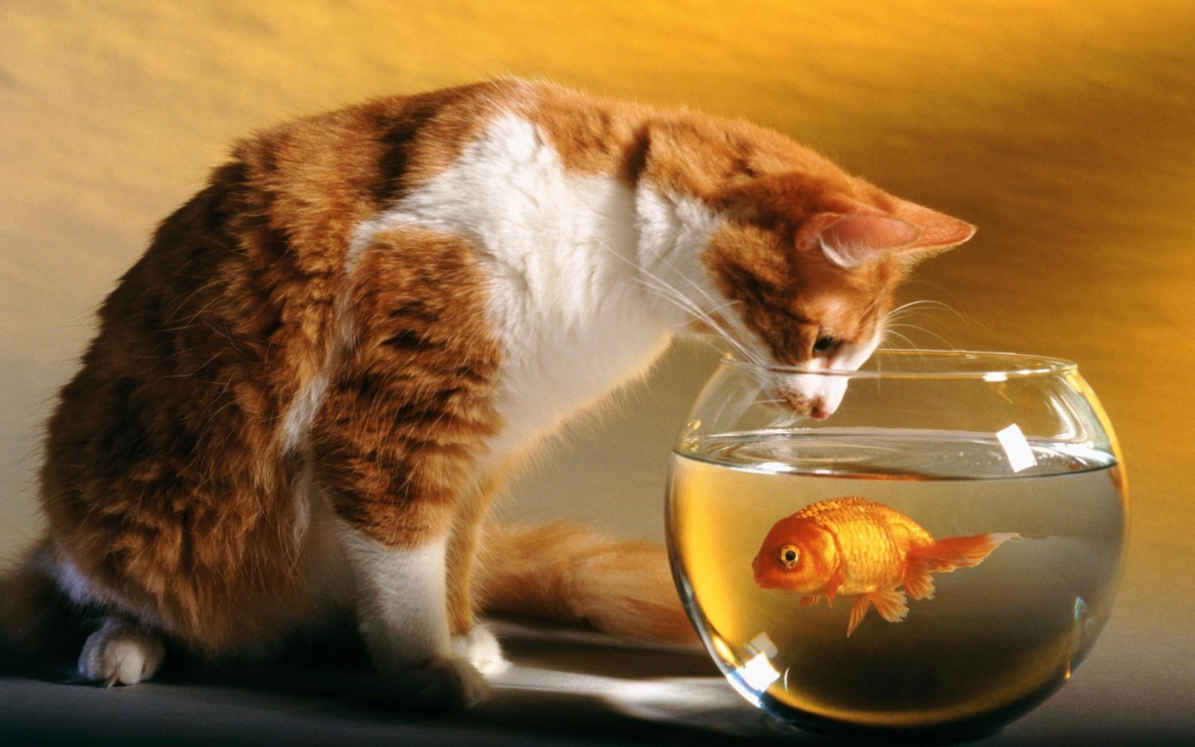 Cats Funny Goldfish Fish Bowls