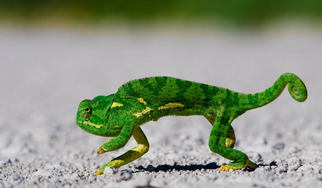 Chameleon On Sand