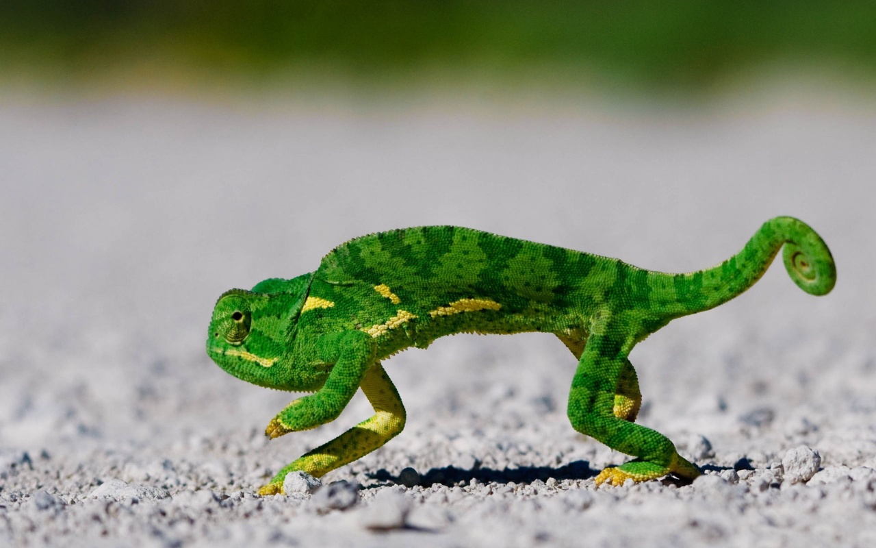 Chameleon On Sand