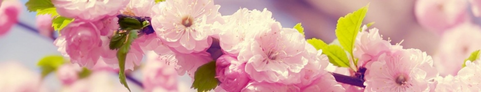 Cherries In Bloom Pink