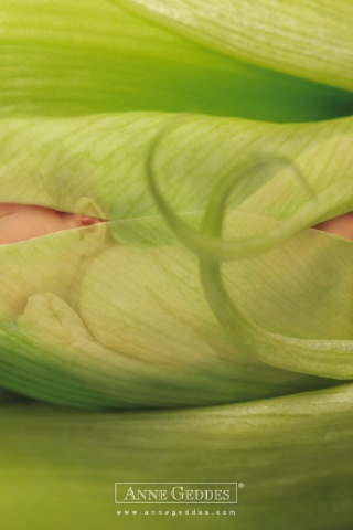 Child Leaves Sprouts Greens