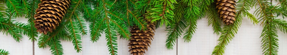 Christmas Branches Pine Cone