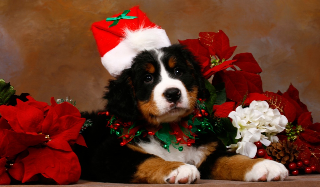 Christmas Cute Puppy