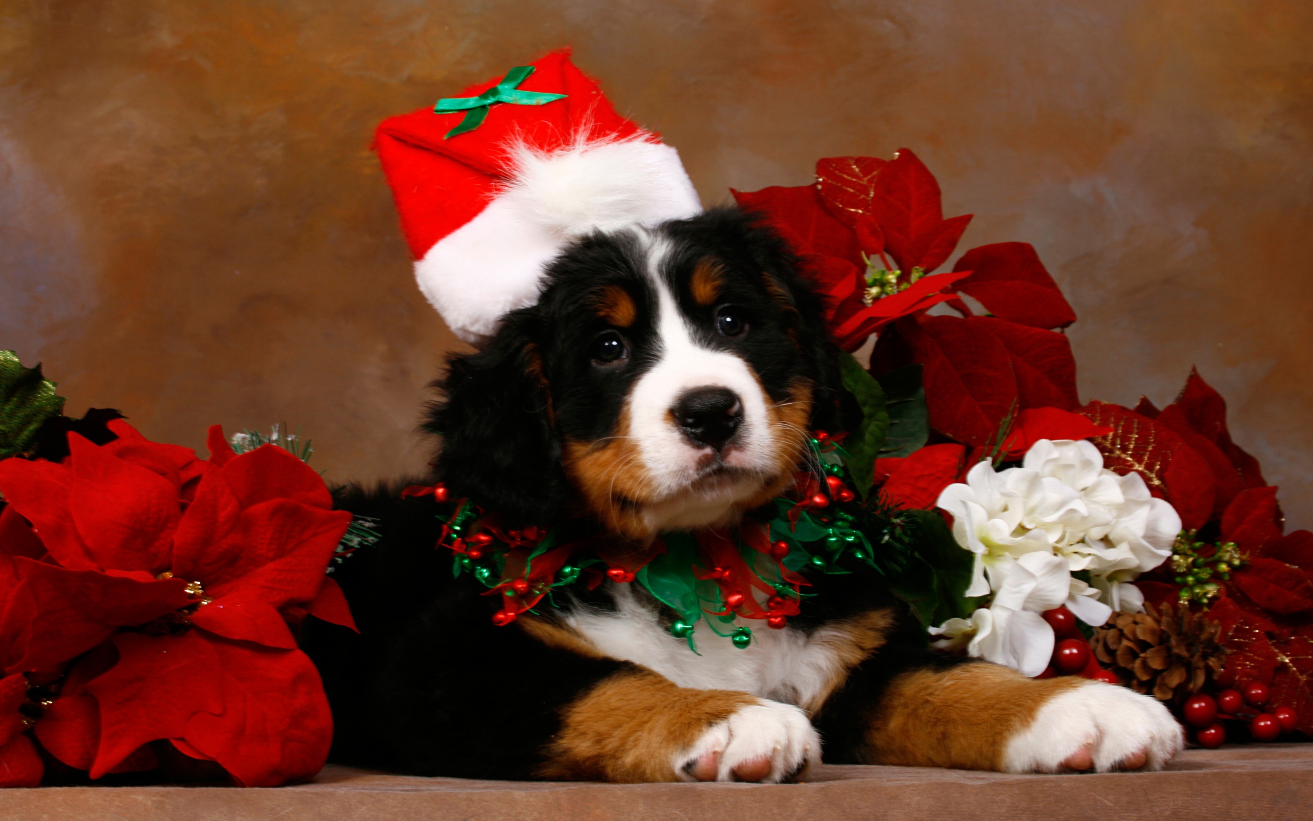 Christmas Cute Puppy