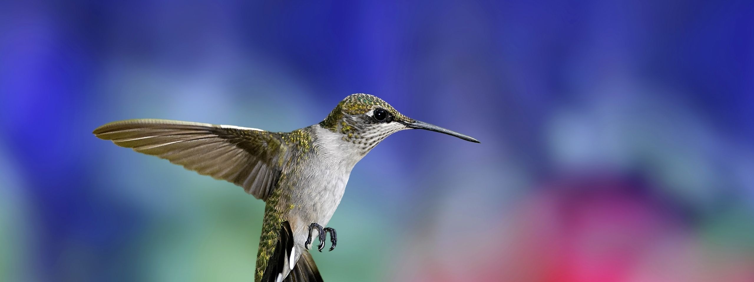 Colibri Bird1