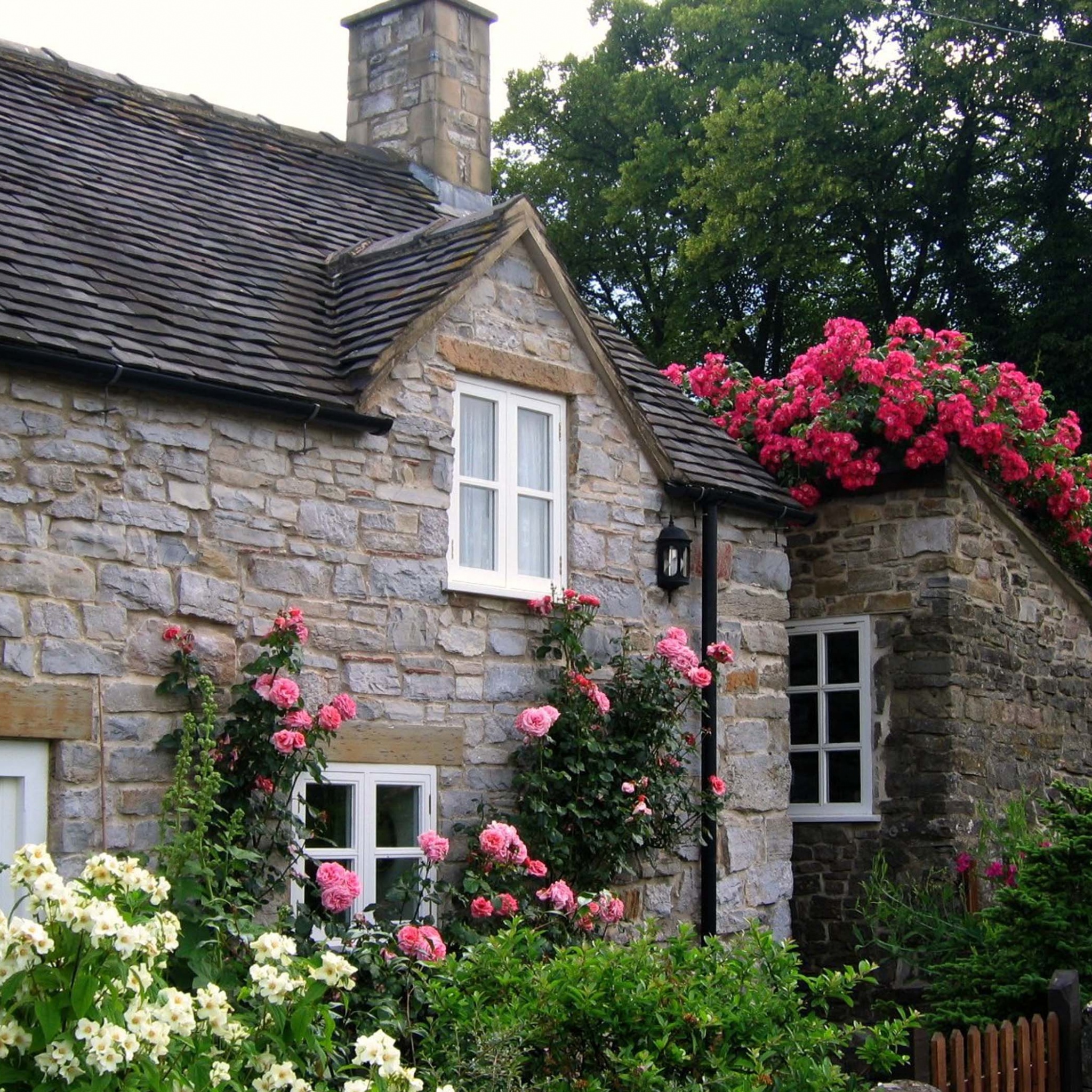 Cottage With Roses Village Of Thorpe Tissington Trail Derbyshire