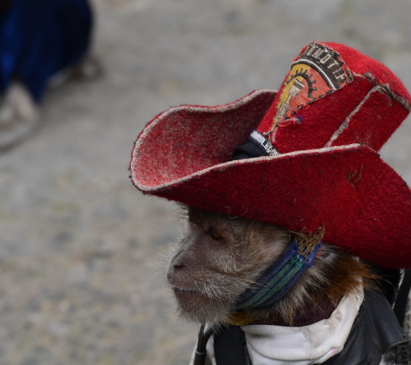 Cowboy Monkey