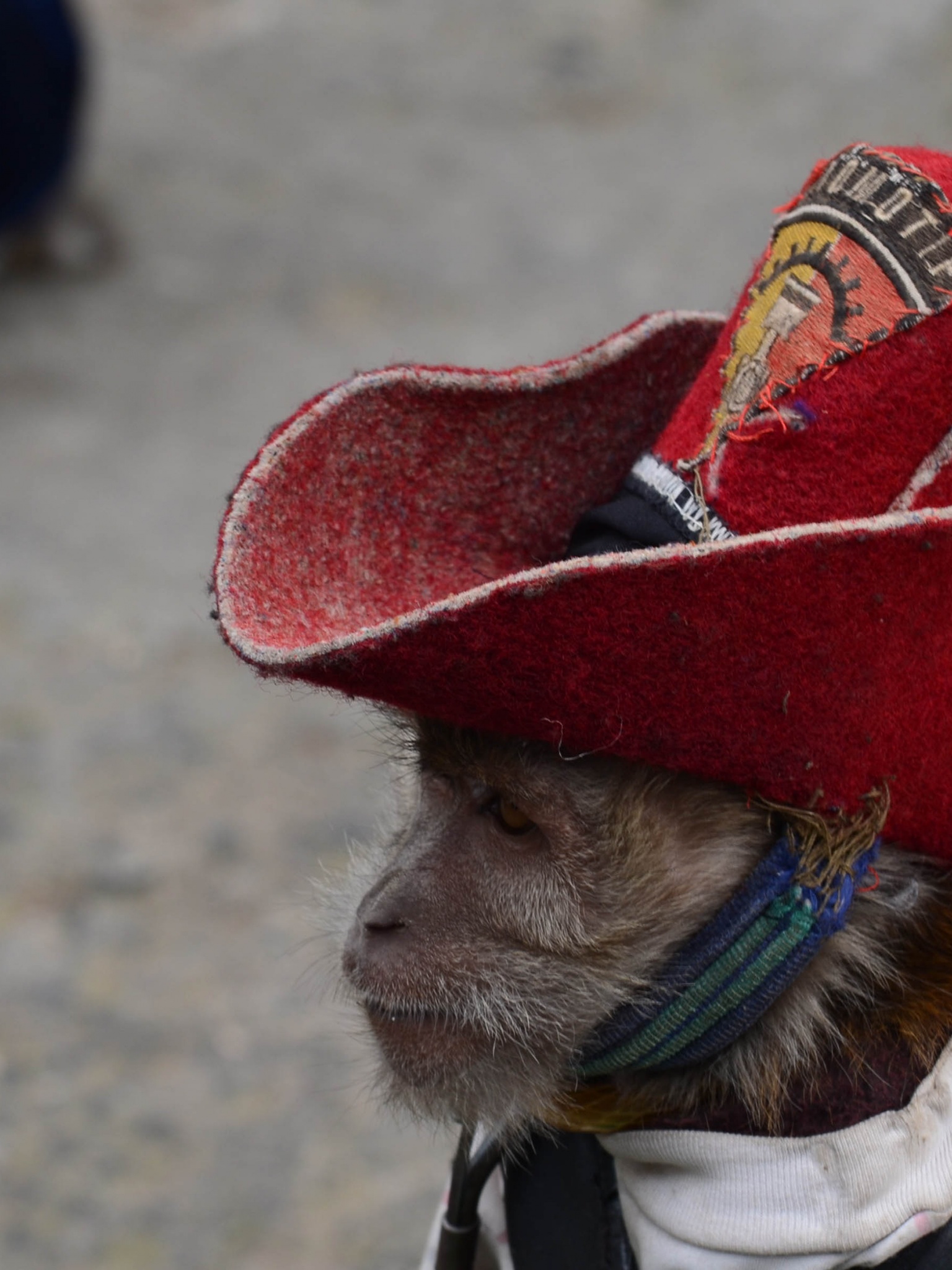 Cowboy Monkey