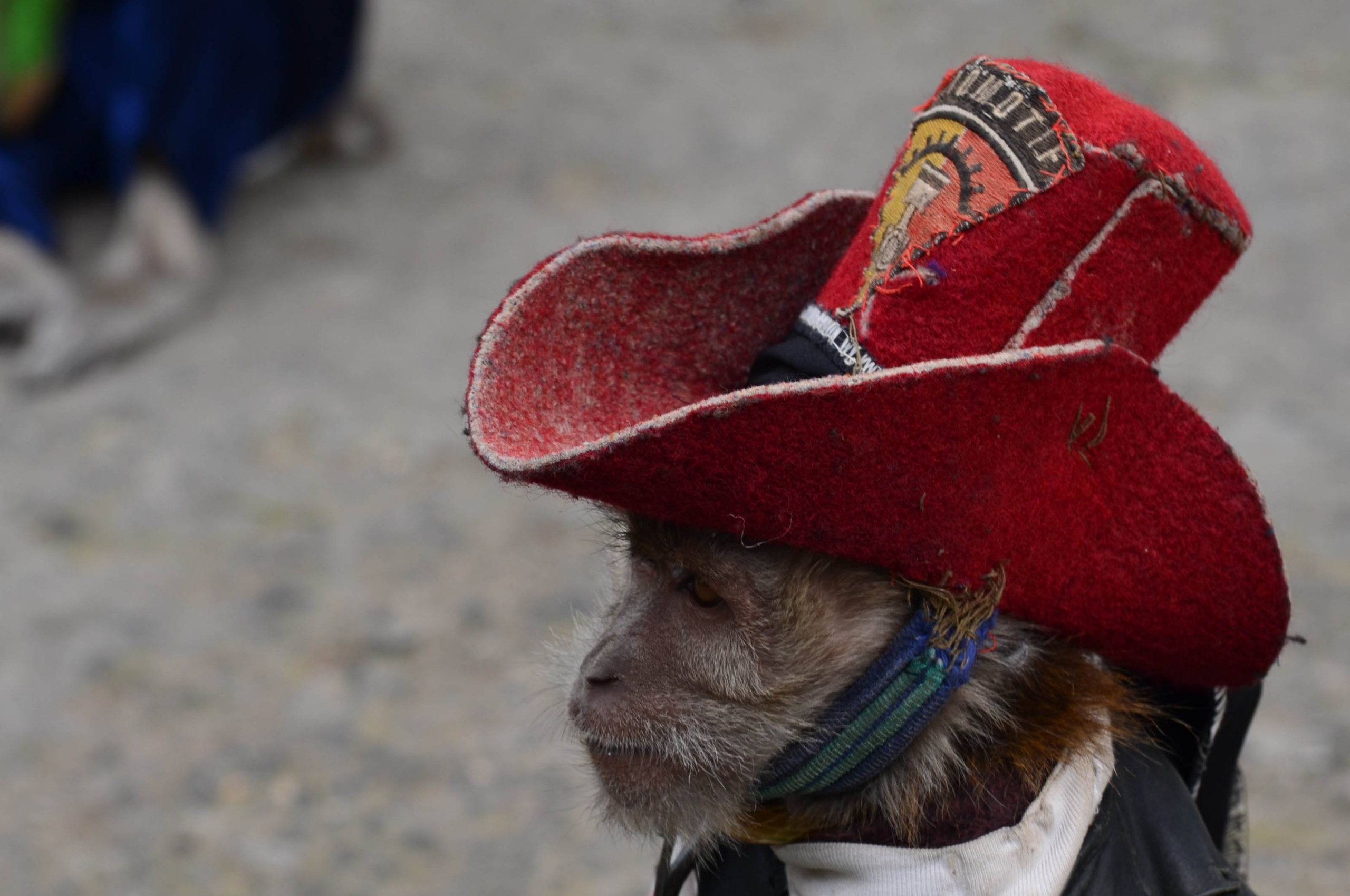 Cowboy Monkey