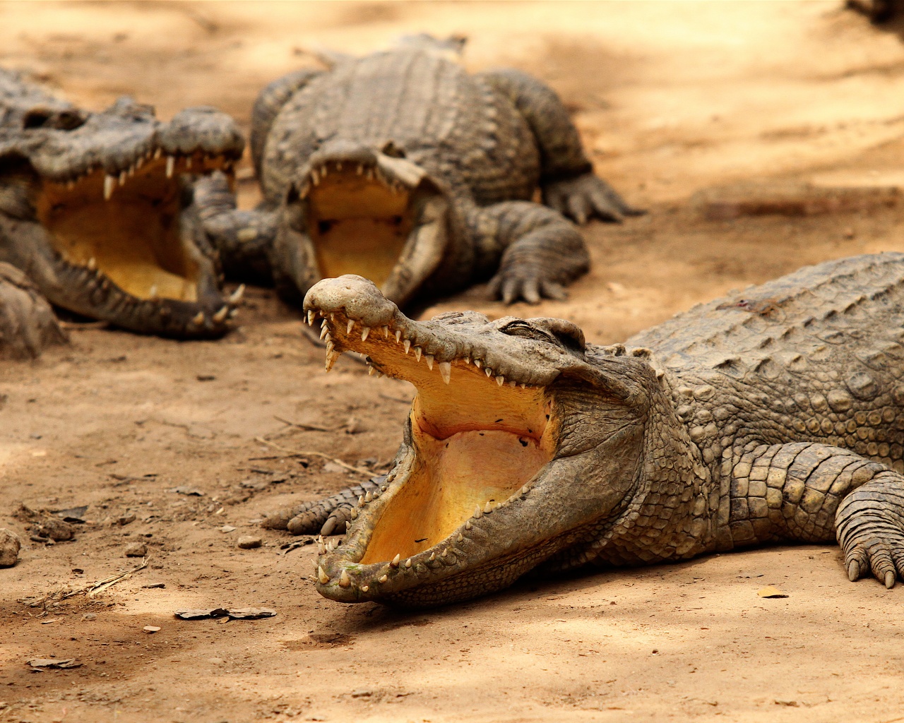 Crocodiles Bask In The Sun