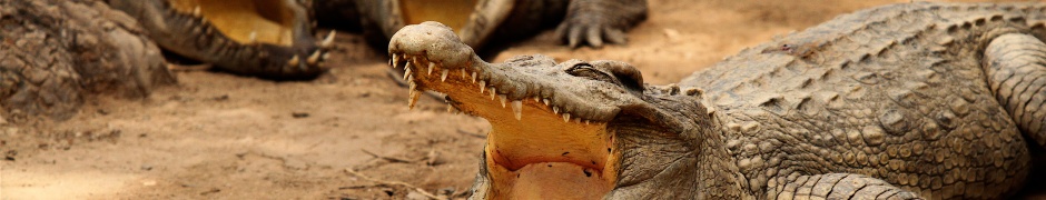 Crocodiles Bask In The Sun