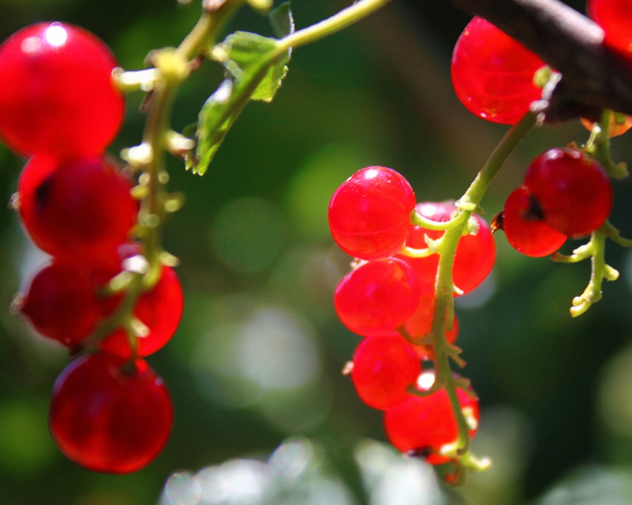 Currants