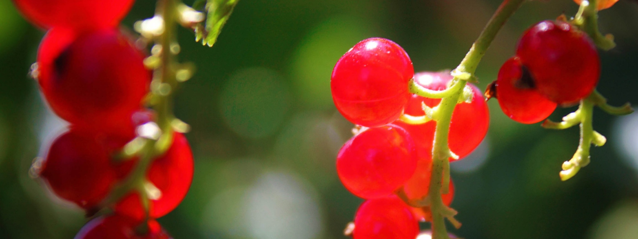 Currants