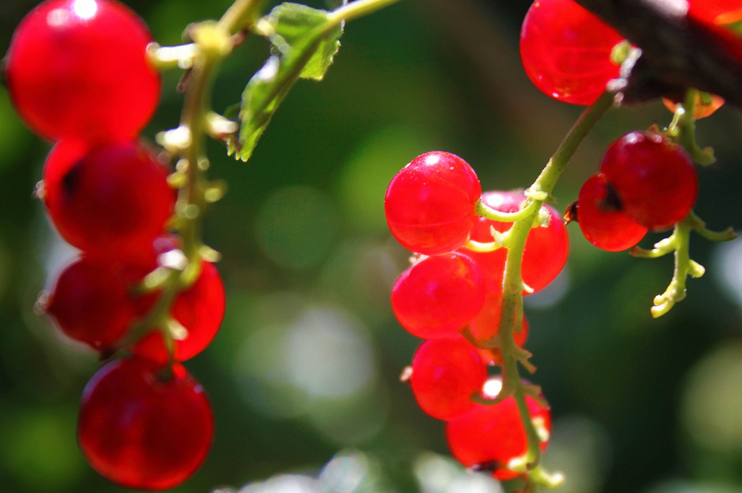 Currants