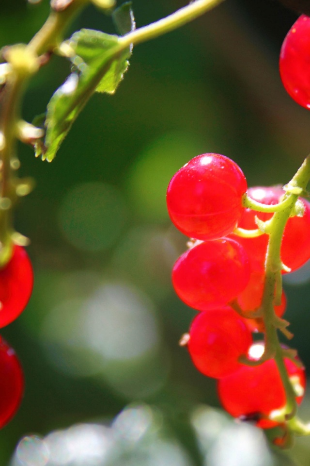 Currants