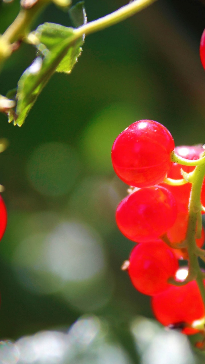 Currants