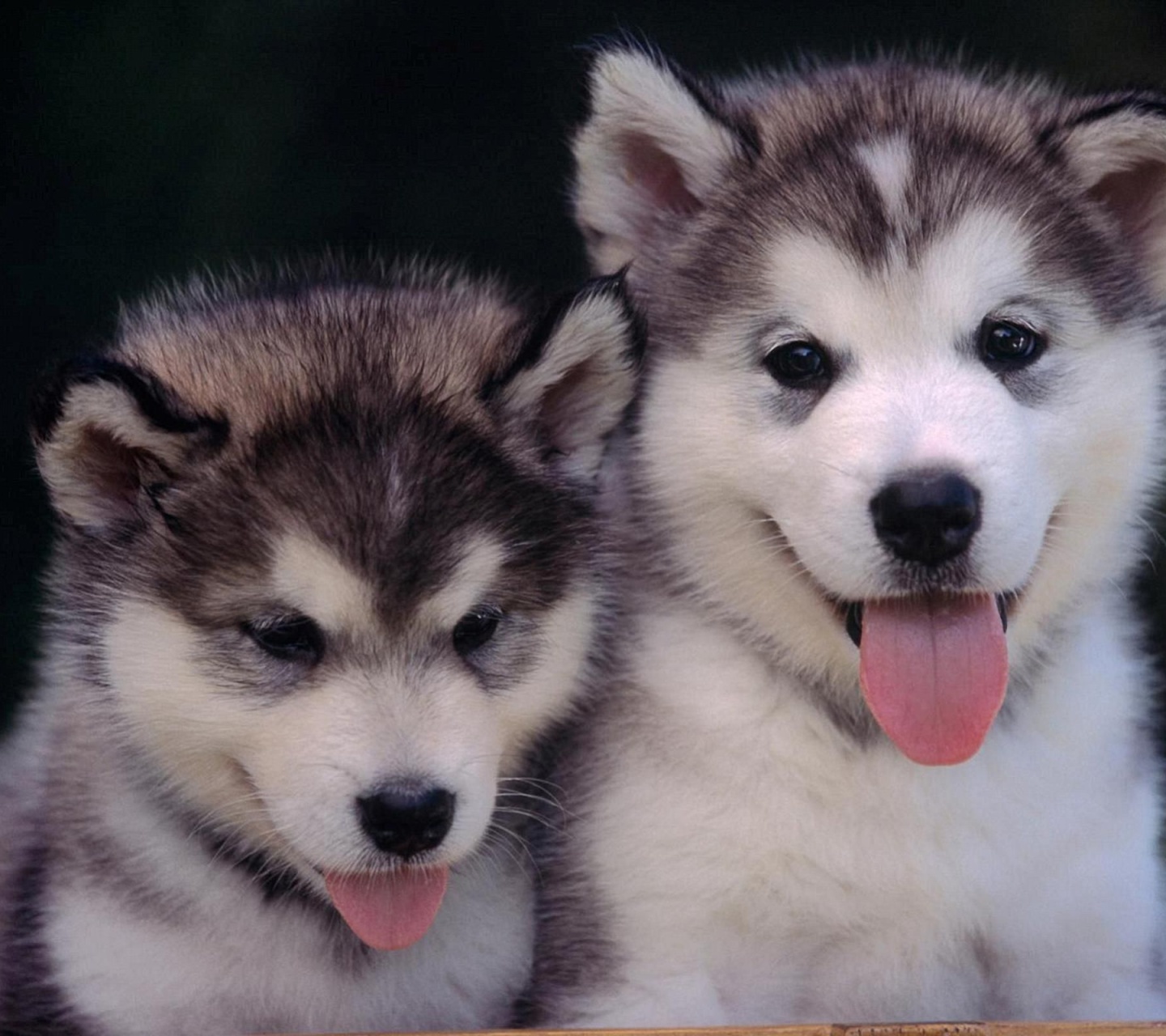 Cute Alaskan Malamute Puppies