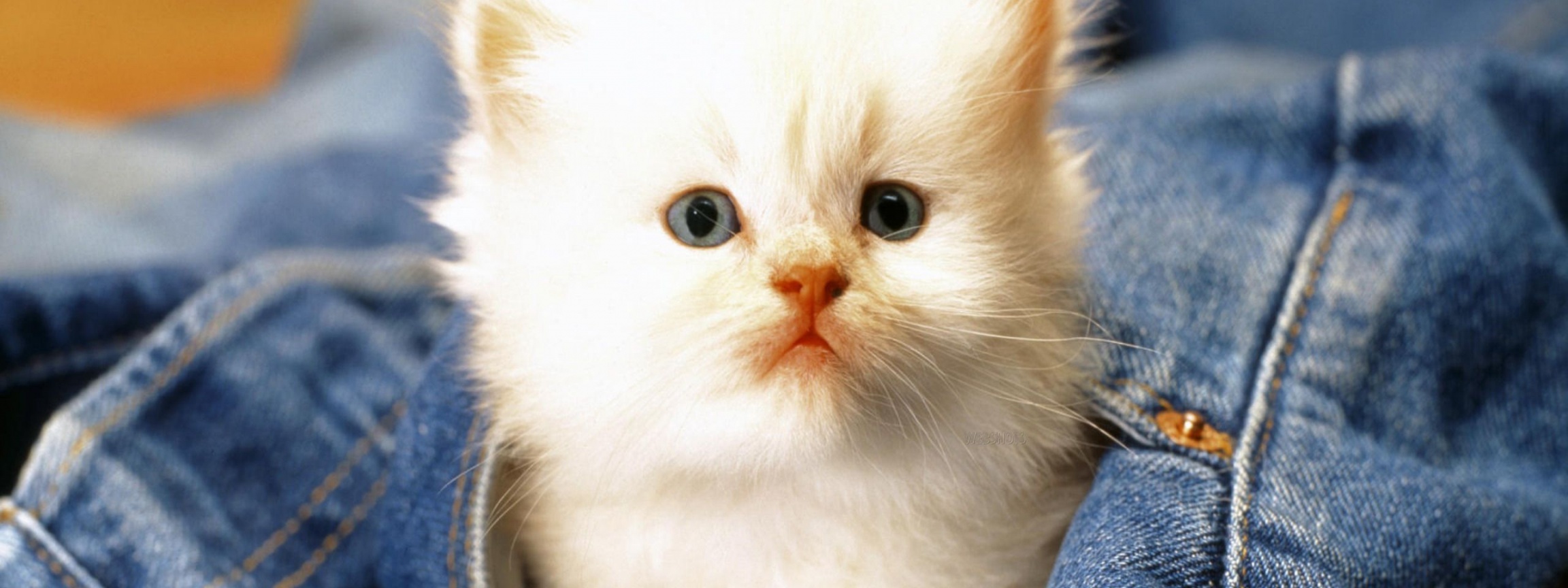 Cute Cat Baby