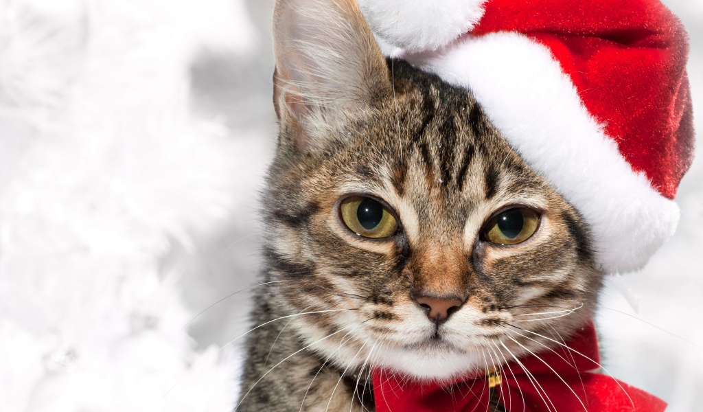 Cute Cat In Santa Hats