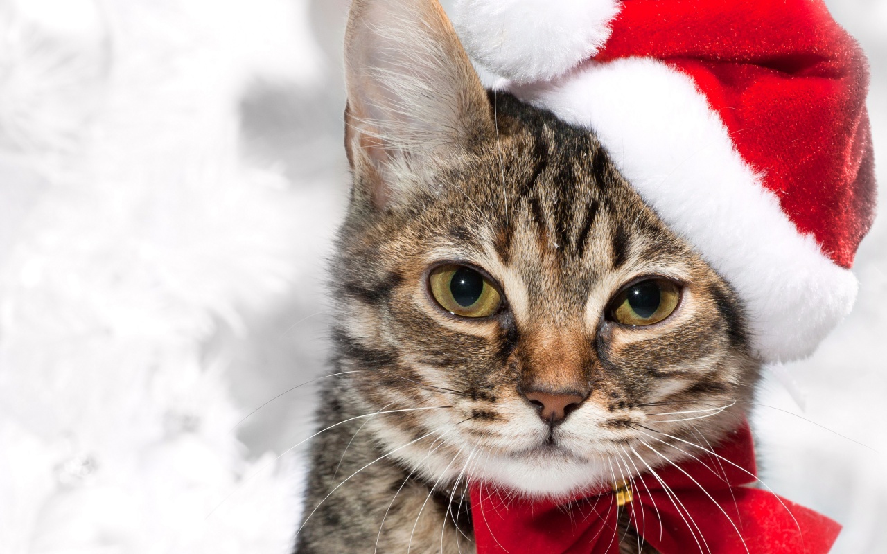 Cute Cat In Santa Hats