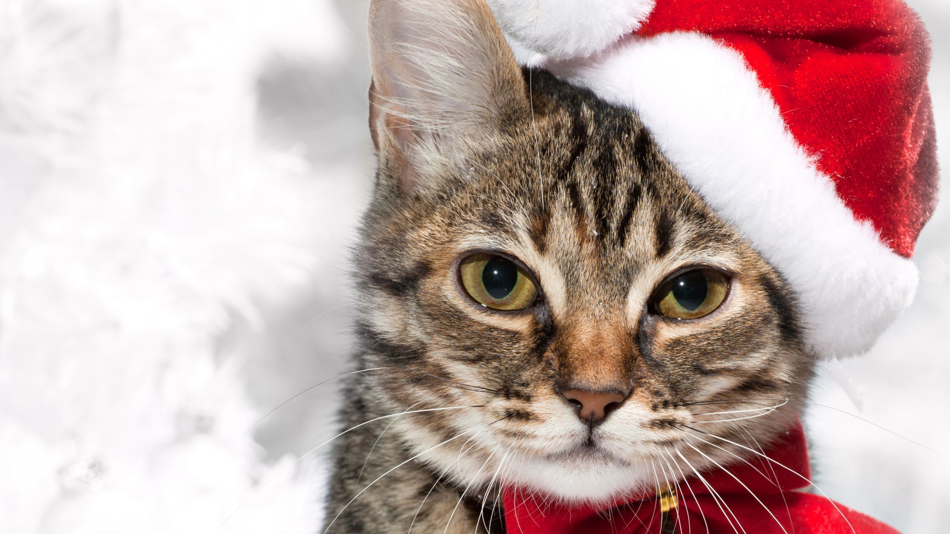 Cute Cat In Santa Hats