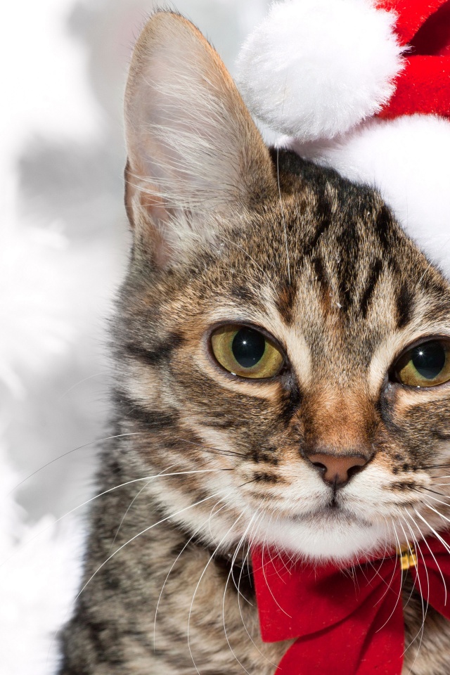 Cute Cat In Santa Hats