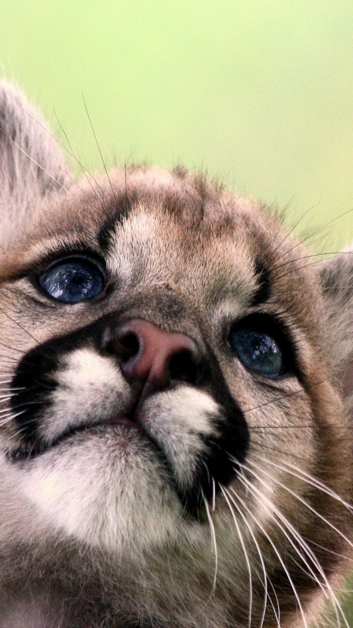 Cute Cougar Baby