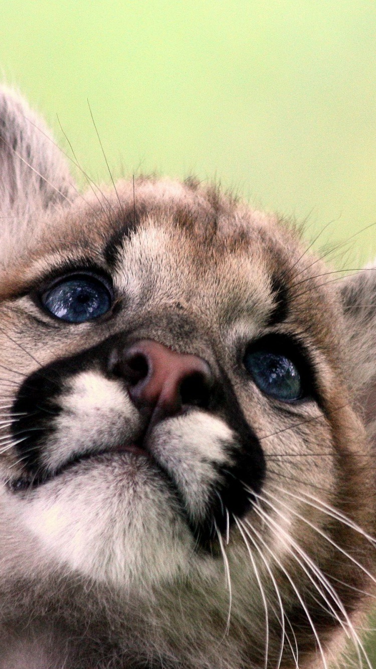 Cute Cougar Baby