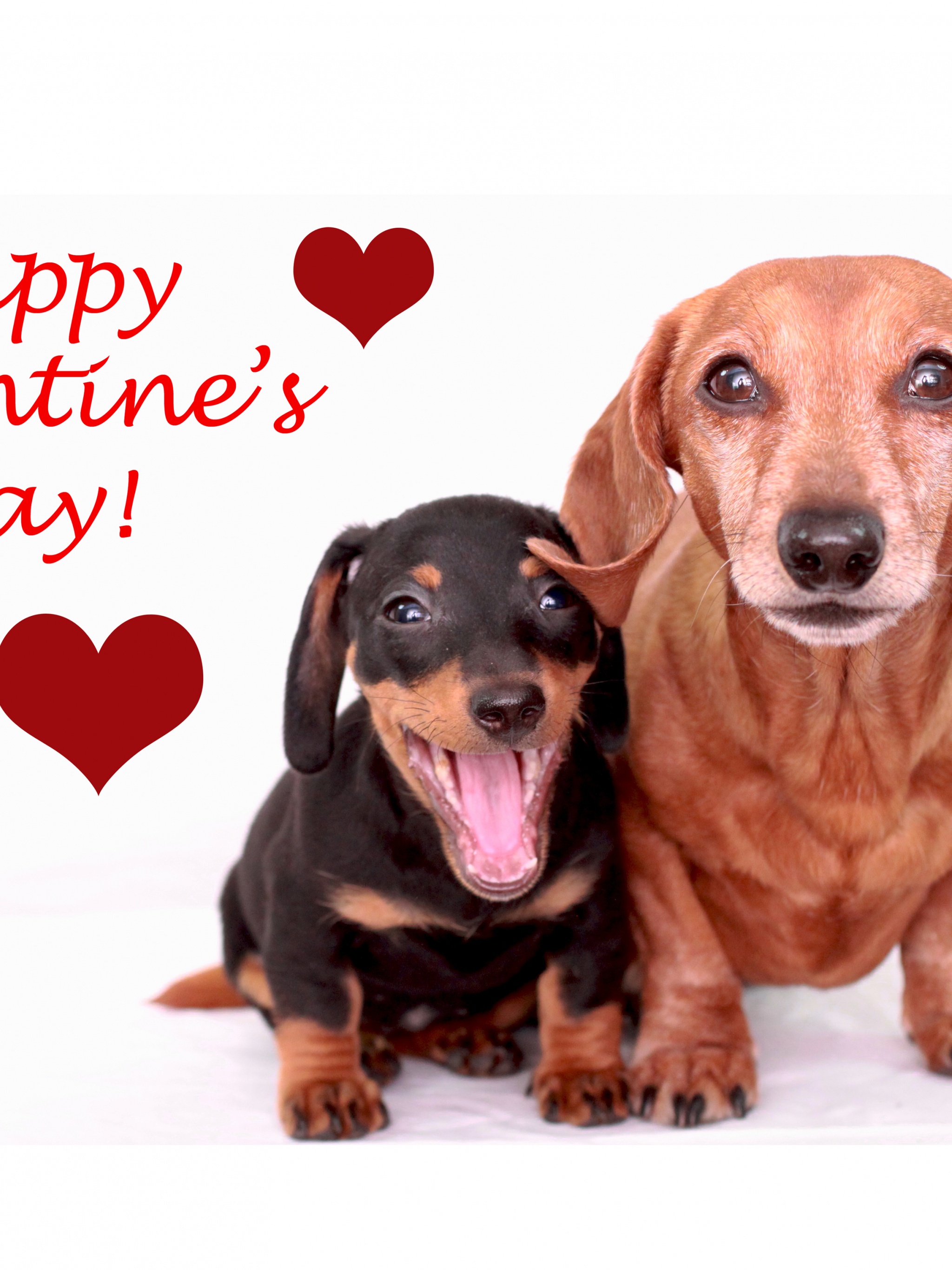 Cute Dogs - Happy Valentines Day